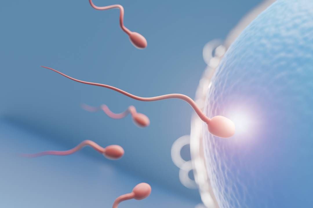 Laboratory microscope used for semen analysis to assess sperm count and motility
